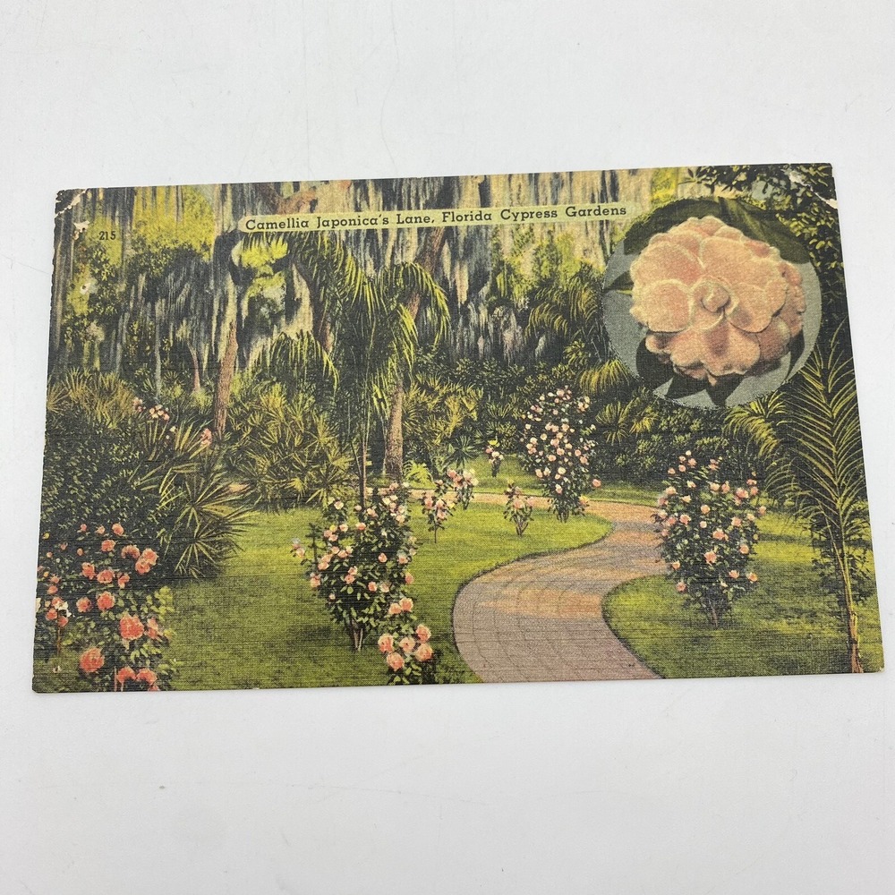 Vintage Cypress Gardens Florida Postcard Camellia Japonica's Lane Linen 1940